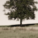 BetterPhoto Member