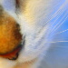 BetterPhoto Member