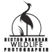 BetterPhoto Member