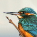 BetterPhoto Member