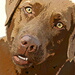 BetterPhoto Member