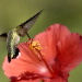 BetterPhoto Member