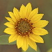 BetterPhoto Member