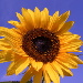 BetterPhoto Member