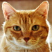 BetterPhoto Member