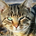 BetterPhoto Member