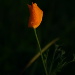 BetterPhoto Member