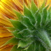 BetterPhoto Member