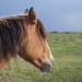 BetterPhoto Member