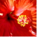 BetterPhoto Member