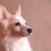 BetterPhoto Member