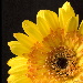 BetterPhoto Member