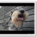 BetterPhoto Member