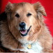 BetterPhoto Member
