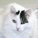 BetterPhoto Member