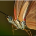 BetterPhoto Member