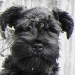 BetterPhoto Member