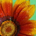 BetterPhoto Member