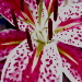 BetterPhoto Member