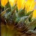 BetterPhoto Member
