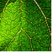 BetterPhoto Member