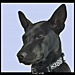 BetterPhoto Member