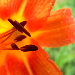 BetterPhoto Member