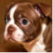 BetterPhoto Member