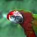 BetterPhoto Member