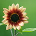 BetterPhoto Member
