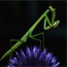 BetterPhoto Member