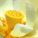 BetterPhoto Member