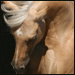 BetterPhoto Member