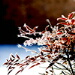 BetterPhoto Member