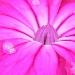 BetterPhoto Member