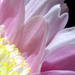 BetterPhoto Member