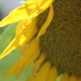 BetterPhoto Member