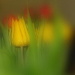 BetterPhoto Member
