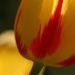 BetterPhoto Member