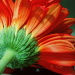 BetterPhoto Member