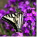 BetterPhoto Member