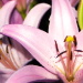 BetterPhoto Member