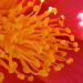 BetterPhoto Member