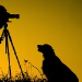 BetterPhoto Member