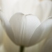 BetterPhoto Member