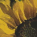 BetterPhoto Member