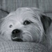 BetterPhoto Member