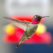 BetterPhoto Member
