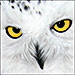 BetterPhoto Member