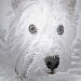 BetterPhoto Member